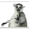 Lemur - klistermærke til kort