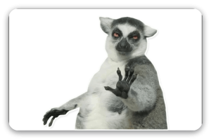 Lemur - klistermærke til kort
