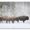 Bison i sneen - klistermærke til kort
