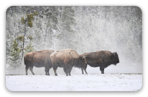 Bison i sneen - klistermærke til kort
