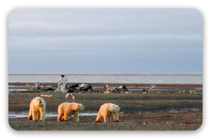 Isbjørne - klistermærke til kort