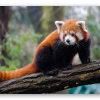 Rød panda - klistermærke til kort