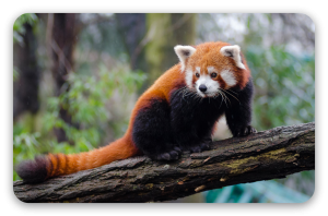 Rød panda - klistermærke til kort
