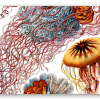 Vandmænd (Haeckel) - klistermærke til kort