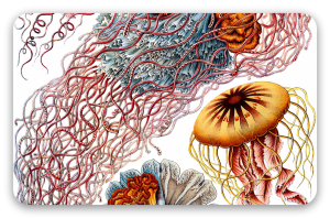 Vandmænd (Haeckel) - klistermærke til kort