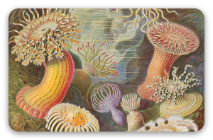 Søanemoner (Haeckel) - klistermærke til kort