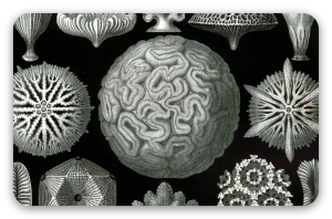 Koraller (Haeckel) - klistermærke til kort