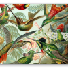 Kolibrier (Haeckel) - klistermærke til kort