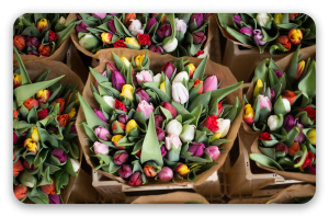 Tulipaner på blomstermarkedet - klistermærke til kort