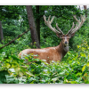 Kronhjort på Veluwe - klistermærke til kort