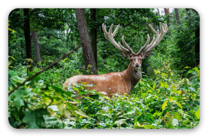 Kronhjort på Veluwe - klistermærke til kort