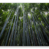 Bambusskoven i Arashiyama - klistermærke til kort