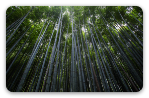 Bambusskoven i Arashiyama - klistermærke til kort