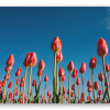 Tulipaner mod blå himmel - klistermærke til kort